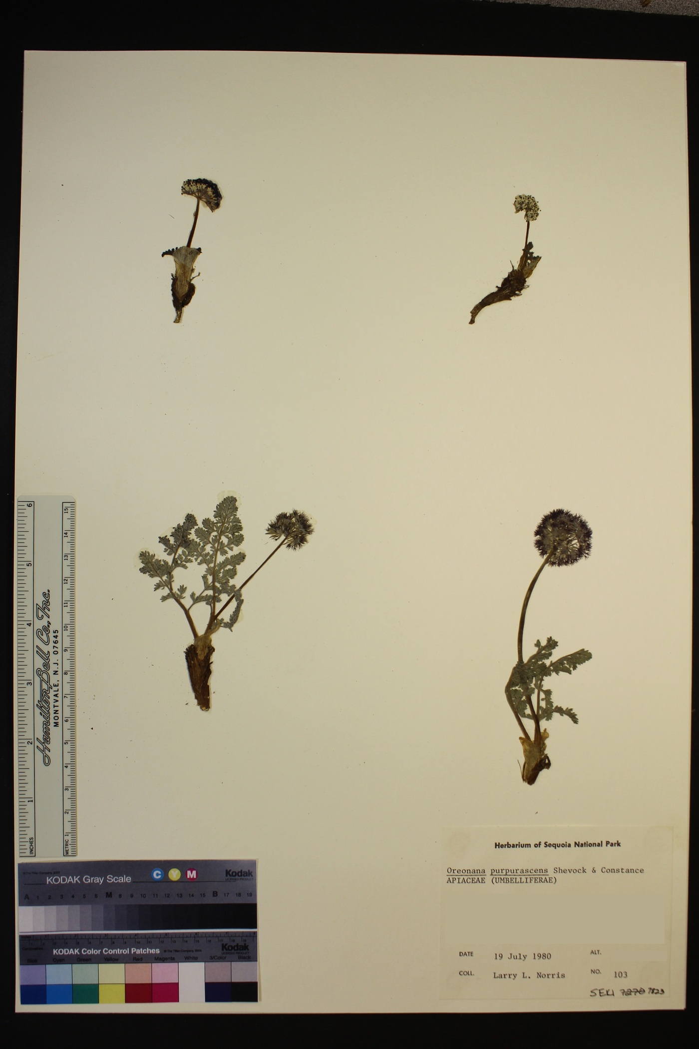 Oreonana purpurascens image